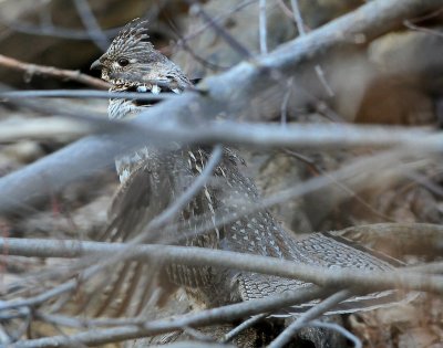 Grouse Ruffed D-017.jpg