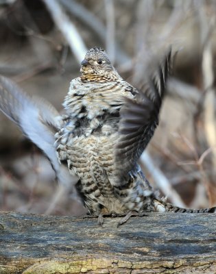 Grouse Ruffed D-055.jpg