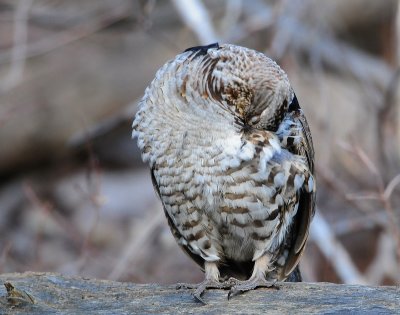 Grouse Ruffed D-057.jpg