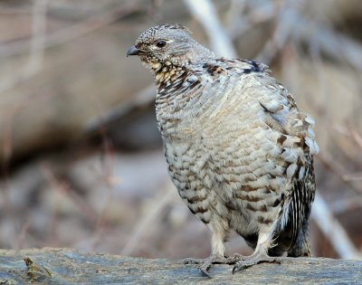 Grouse Ruffed D-058.jpg