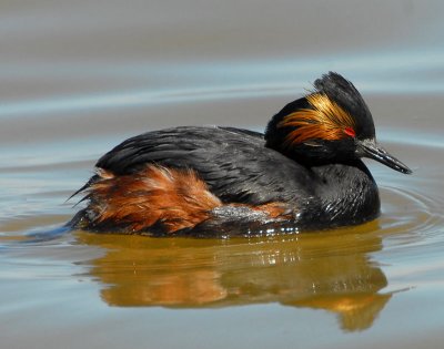 Grebe, Eared