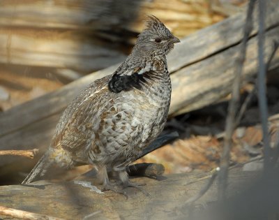 Grouse Ruffed D-093.jpg