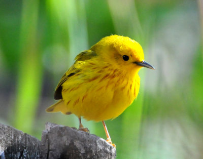 Warbler Yellow D-015.jpg
