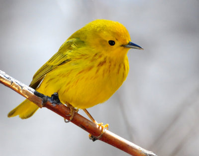 Warbler Yellow D-022.jpg