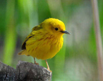 Warbler Yellow D-016.jpg