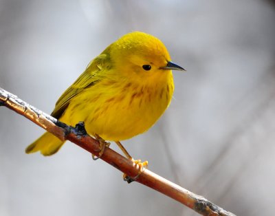 Warbler Yellow D-023.jpg