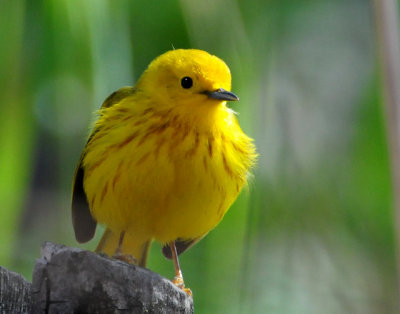 Warbler Yellow D-018.jpg