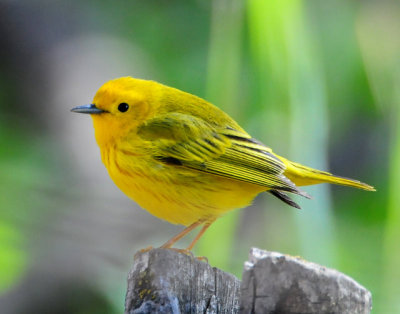 Warbler Yellow D-019.jpg