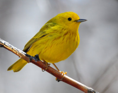 Warbler Yellow D-025.jpg