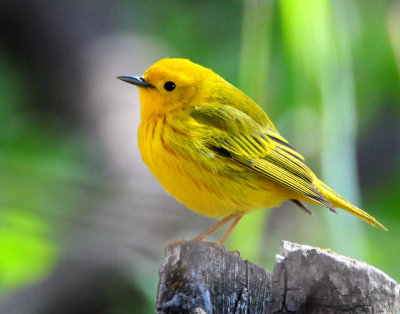 Warbler Yellow D-020.jpg