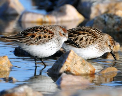 Sandpiper Semipalmated D-002.jpg