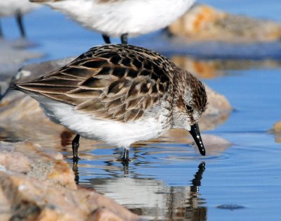 Sandpipers, Semipalmated and Western
