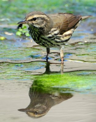 Waterthrush Northern D-038.jpg