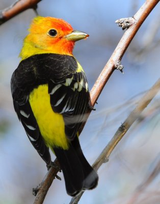 Tanager Western D-010.jpg