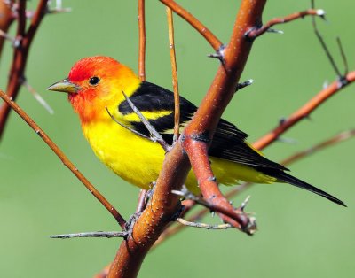 Tanager Western D-013.jpg