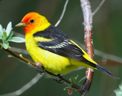 Tanager,  Western