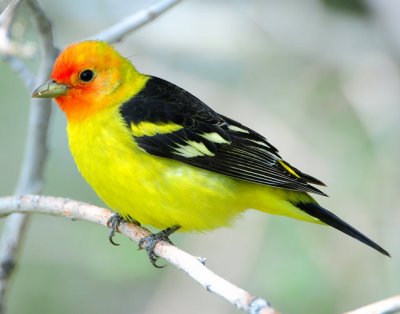 Tanager Western D-034.jpg