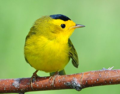 Warbler, Wilson's