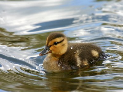 Cute Surprise in the Pond