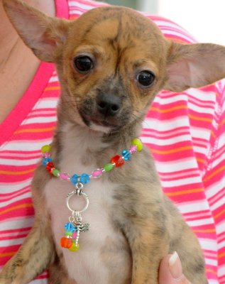Aya Chihuahua
