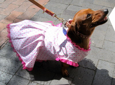 One Dressy Doggy