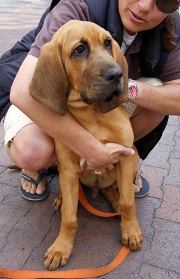 Baby Bloodhound Ruger