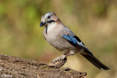 Garrulus glandarius (Ghiandaia)