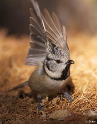 Parus cristatus (Cincia dal ciuffo)