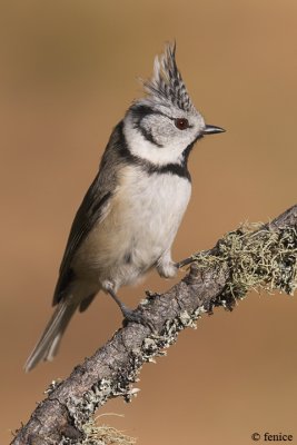 Parus cristatus (Cincia dal ciuffo)