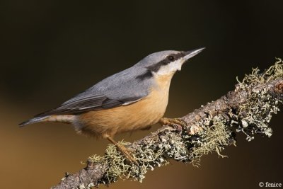 Sitta europaea (Picchio muratore)