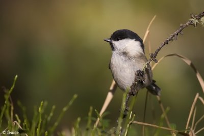 Poecile montanus (Cincia Bigia Alpestre)