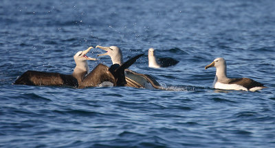 Southern Buller's Albatross adult on water with 2 fighting Salvins'