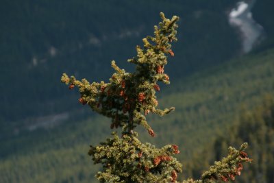 Banff_3820_Tree_Top