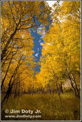 Aspen, Rocky Mountain National Park