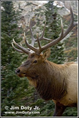 Elk, Fall River Road, Rocky Mountain National Park