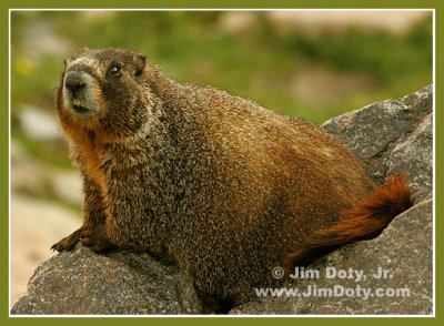 Marmot, Tundra, Rocky Mountain National Park