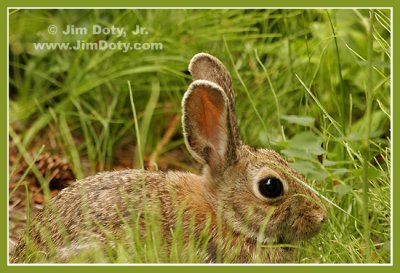 Rabbit, Rocky Mountain National Park