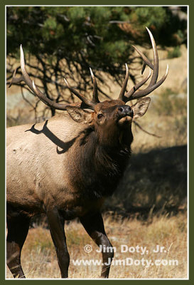 Elk, Rocky Mountain National Park