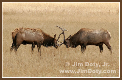 Elk, Rocky Mountain National Park