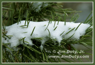 Snow Needles