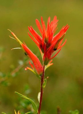 Red Paintbrush