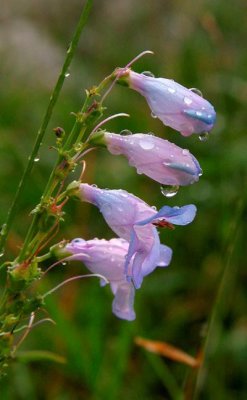 Bluebells, Rocky Mountain National Park