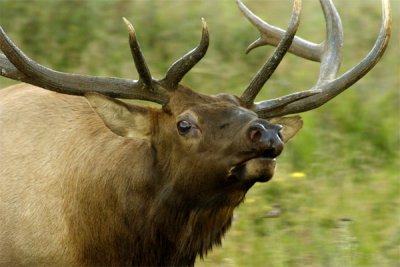 Elk, Rocky Mountain National Park