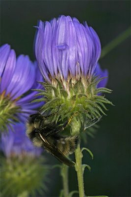Bee, Rocky Mountain National Park