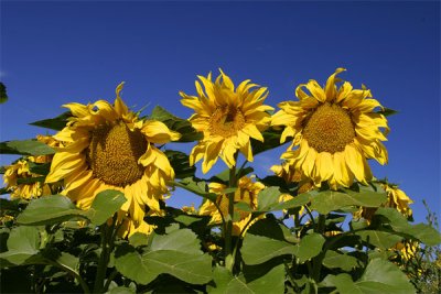 Sunflowers, Northeastern Colorado