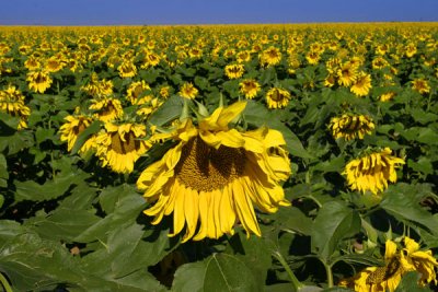 Sunflowers, Northeastern Colorado