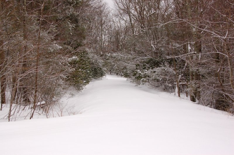 Mother Nature in the Winter at Primland