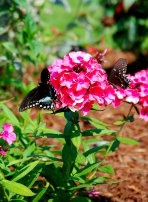 Butterflies By:Barry Towe Photography