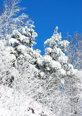 Primland Snow