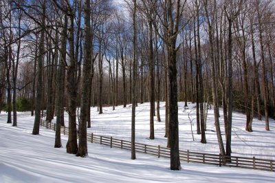 Snow at Primland